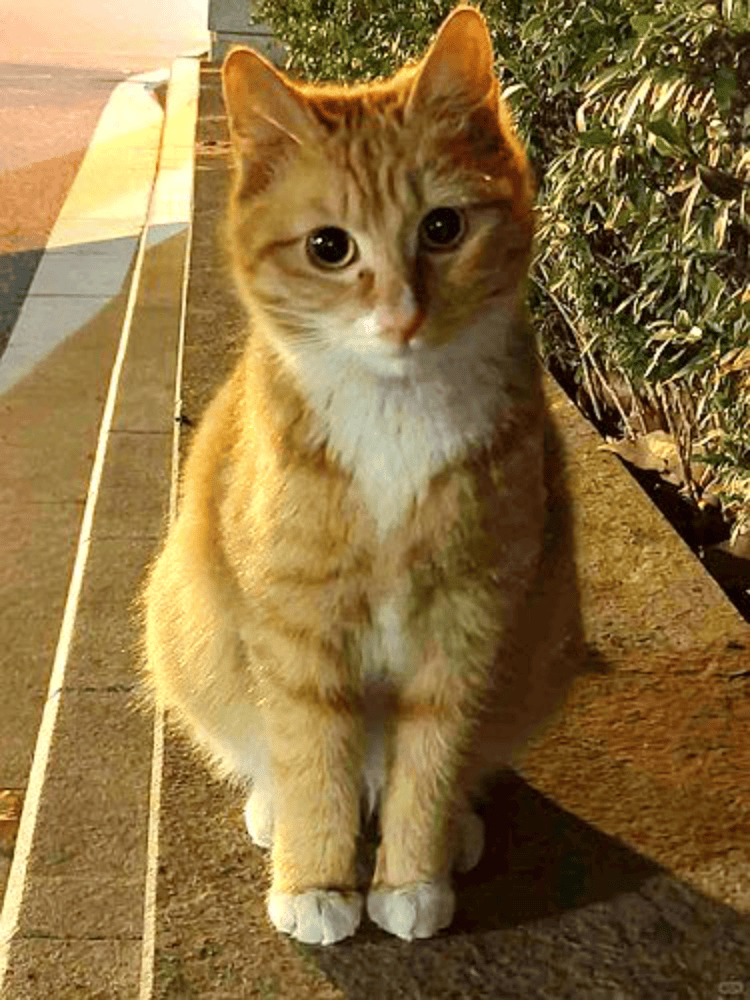 信用网如何申请
_南京大学校庆日“校猫”被钢珠打碎头骨？校保卫处：看了一夜监控信用网如何申请
，暂未锁定嫌疑人