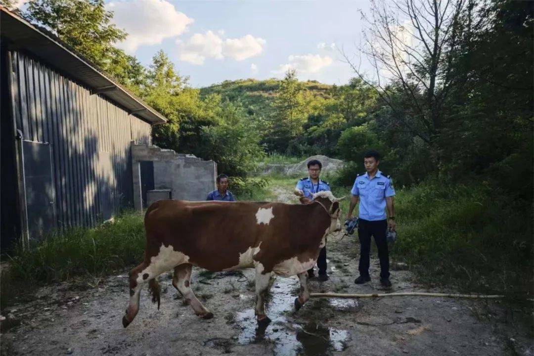 皇冠信用平台出租出售
_无人机精准锁定皇冠信用平台出租出售
，“牛”到家啦！