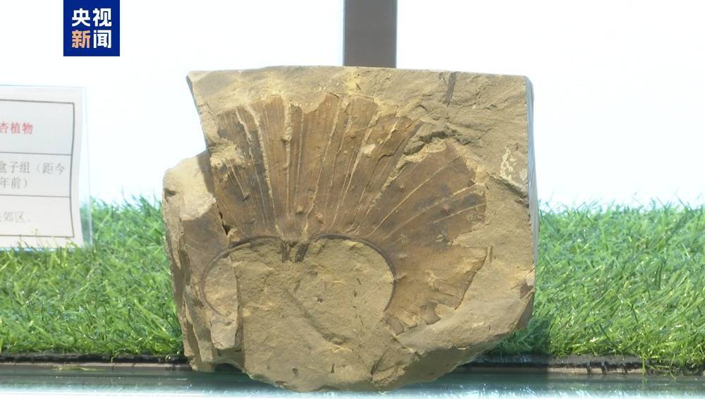 皇冠信用盘登123出租
_距今约2.8亿年皇冠信用盘登123出租
！山西阳泉矿区发现远古银杏化石