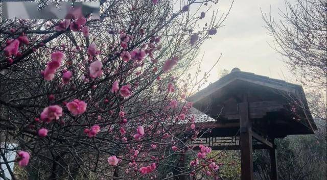 阿尔巴尼亚超级联賽_太突然！武汉正大量出现阿尔巴尼亚超级联賽，不用等到春节